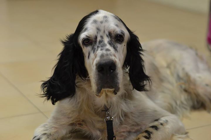 2015 09 01 zoofiliki