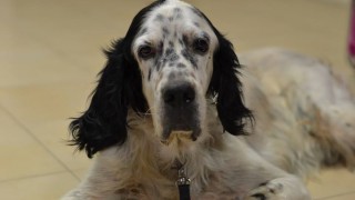 2015 09 01 zoofiliki